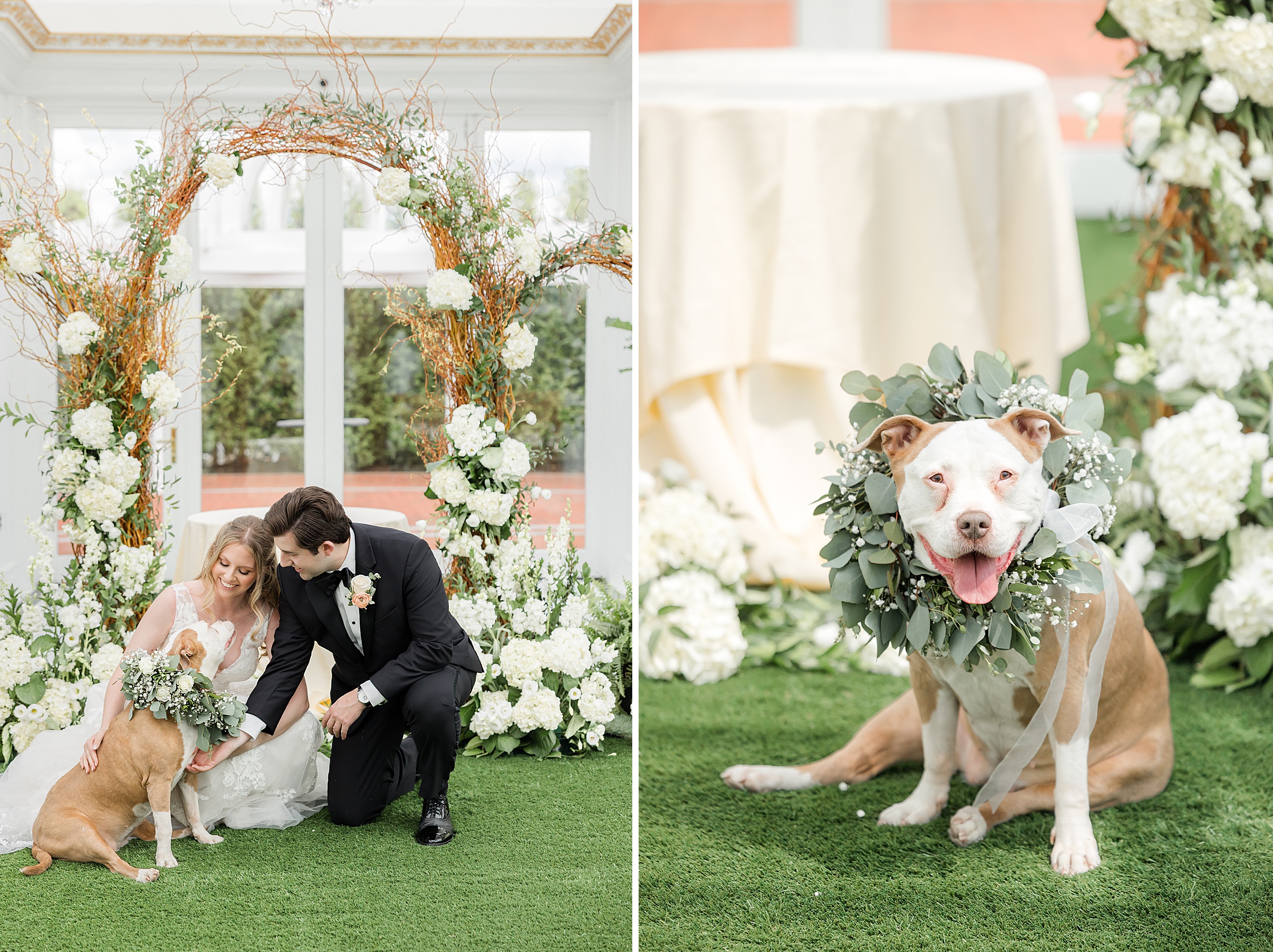 Portrait of bride and groom's dog