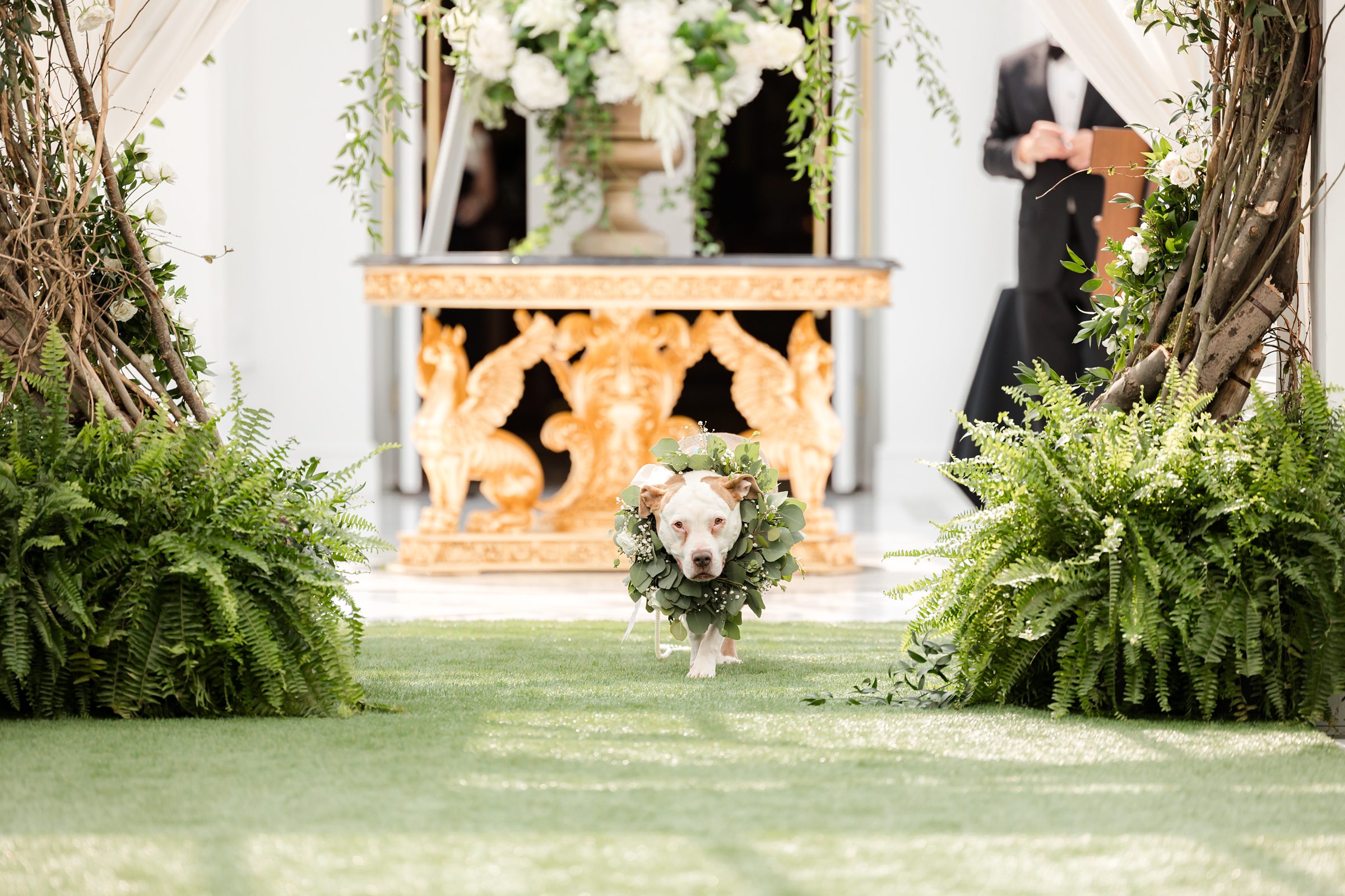 Dog walking down the aisle